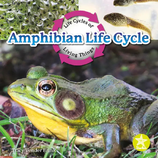 Amphibian Life Cycle by Tracy Vonder Brink