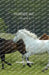 Horses, Inc.: A Collection of Horse Stories by Donald Gilman