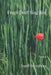 Frogs Don't Sing Red by Sandi Stromberg