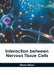 Interaction Between Nervous Tissue Cells by Emma Hixon
