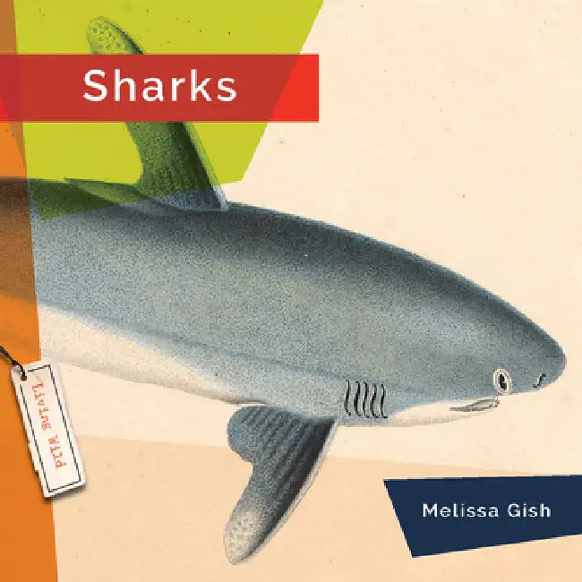 Sharks by Melissa Gish