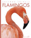 Flamingos by Kate Riggs