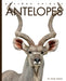 Antelopes by Kate Riggs