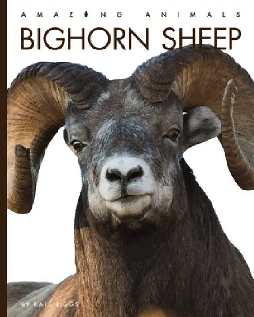 Bighorn Sheep by Kate Riggs
