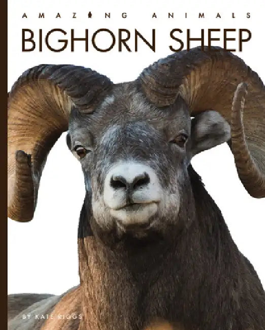 Bighorn Sheep by Kate Riggs