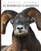 El Borrego Cimarrón by Kate Riggs