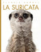 La Suricata by Valerie Bodden