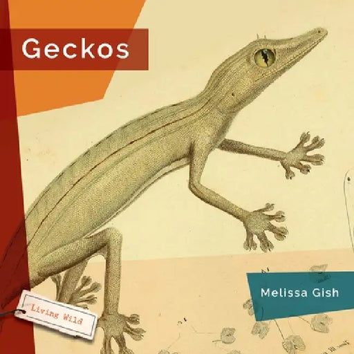Geckos by Melissa Gish