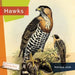 Hawks by Melissa Gish