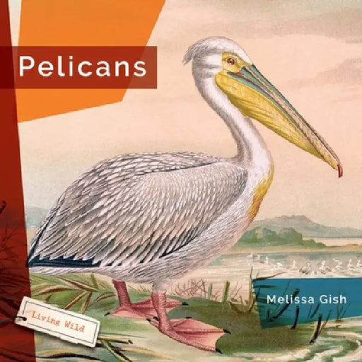 Pelicans by Melissa Gish