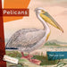 Pelicans by Melissa Gish