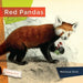 Red Pandas by Melissa Gish