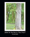 What Do You See in This Tree? by Alicia Smith