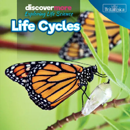 Life Cycles by Ernest Brazzos