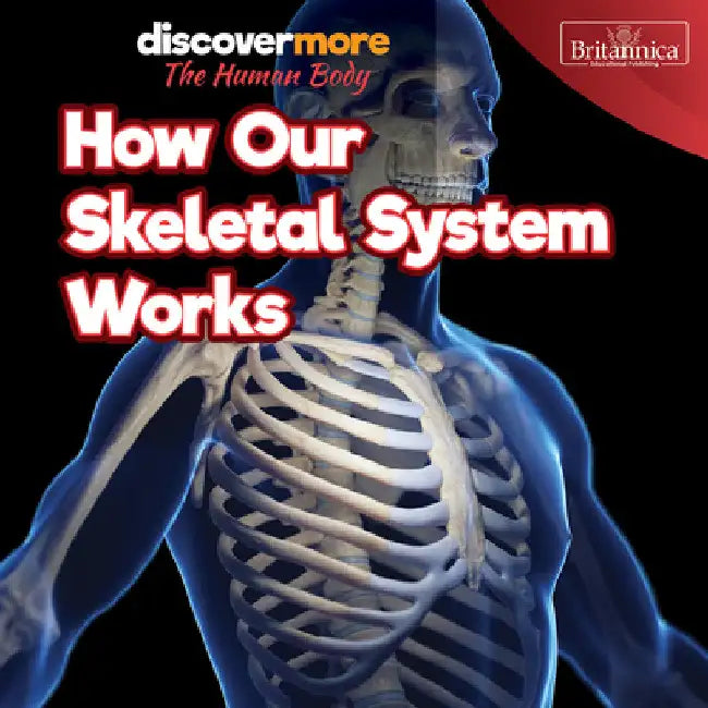 How Our Skeletal System Works by Dwight Morris