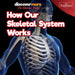 How Our Skeletal System Works by Dwight Morris