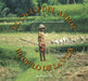 El Ciclo del Arroz, El Ciclo de la Vida: Un Cuento Sobre La Agricultura Sostenible (Cycle of Rice, Cycle of Life: A Story of Sustainable Farming) by Jan Reynolds, Jan Reynolds