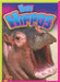 Baby Hippos by Deanna Caswell