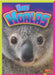 Baby Koalas by Deanna Caswell