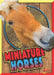Miniature Horses by Elizabeth Noll