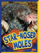 Star-Nosed Moles by Gail Terp