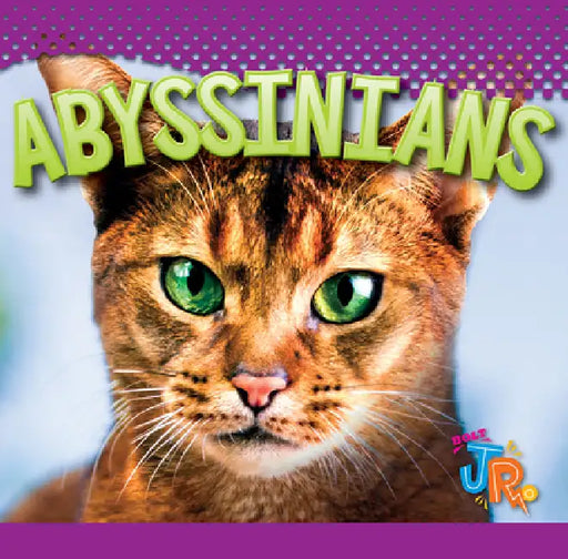 Abyssinians by Marysa Storm