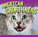 American Shorthairs by Marysa Storm
