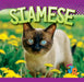 Siamese by Marysa Storm
