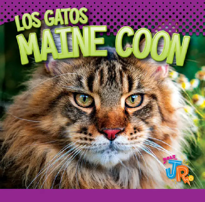 Los Gatos Maine Coon by Marysa Storm
