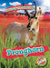 Pronghorn by Kaitlyn Duling