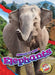 Elephants by Rachel Grack
