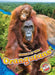 Orangutans by Rachel Grack