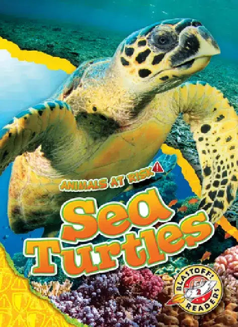 Sea Turtles by Rachel Grack