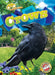 Crows by Rachael Barnes