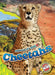 Cheetahs by Rachel Grack