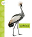 Cranes by Lisa Amstutz
