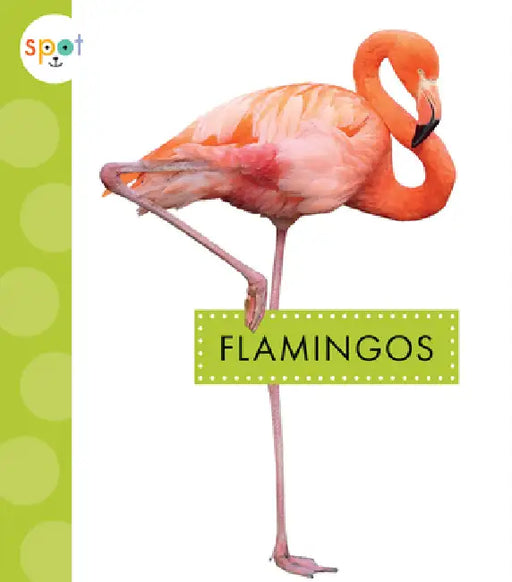 Flamingos by Lisa Amstutz
