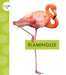 Flamingos by Lisa Amstutz
