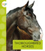 Thoroughbred Horses by Alissa Thielges