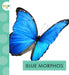 Blue Morphos by Alissa Thielges