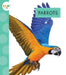 Parrots by Alissa Thielges