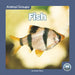 Fish by Dalton Rains