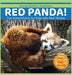 Red Panda!: Fun Animal Facts for Kids with Real Photos by Dylanna Press