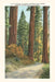 The Vintage Journal Sequoia National Park by Found Image Press