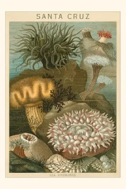 Vintage Journal Sea Anemones, Santa Cruz, California by Found Image Press