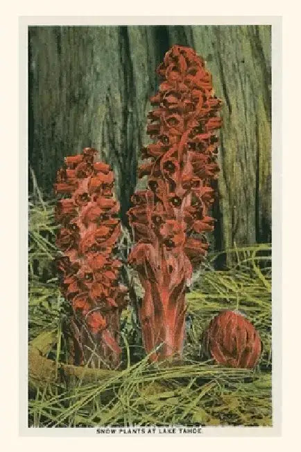 Vintage Journal Snow Plants, Lake Tahoe by Found Image Press