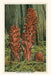 Vintage Journal Snow Plants, Lake Tahoe by Found Image Press