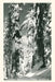 Vintage Journal Wawona Grove of Big Trees, Yosemite by Found Image Press