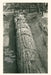 Vintage Journal Giant Petrified Log, Santa Rosa by Found Image Press