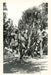 Vintage Journal Spineless Cactus, Burbank Garden by Found Image Press